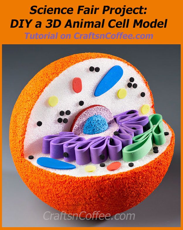 pix 3D Cell Model Animal