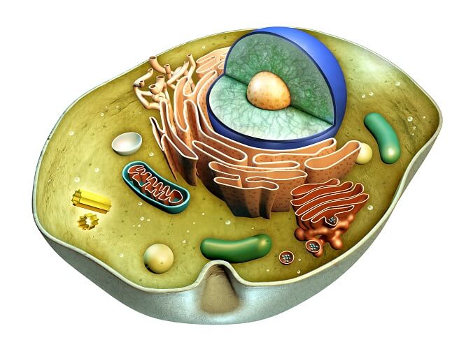 wallpapers 3D Cell Model Animal