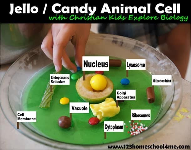 pics 3D Cell Model Animal