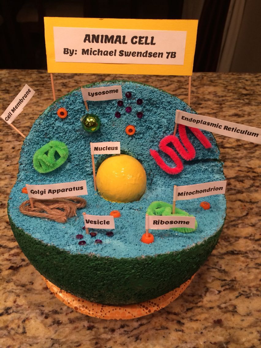 Featured image of post 3D Cell Model Project Ideas