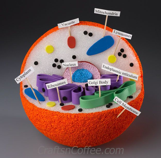 pic 3D Cell Model Project Ideas