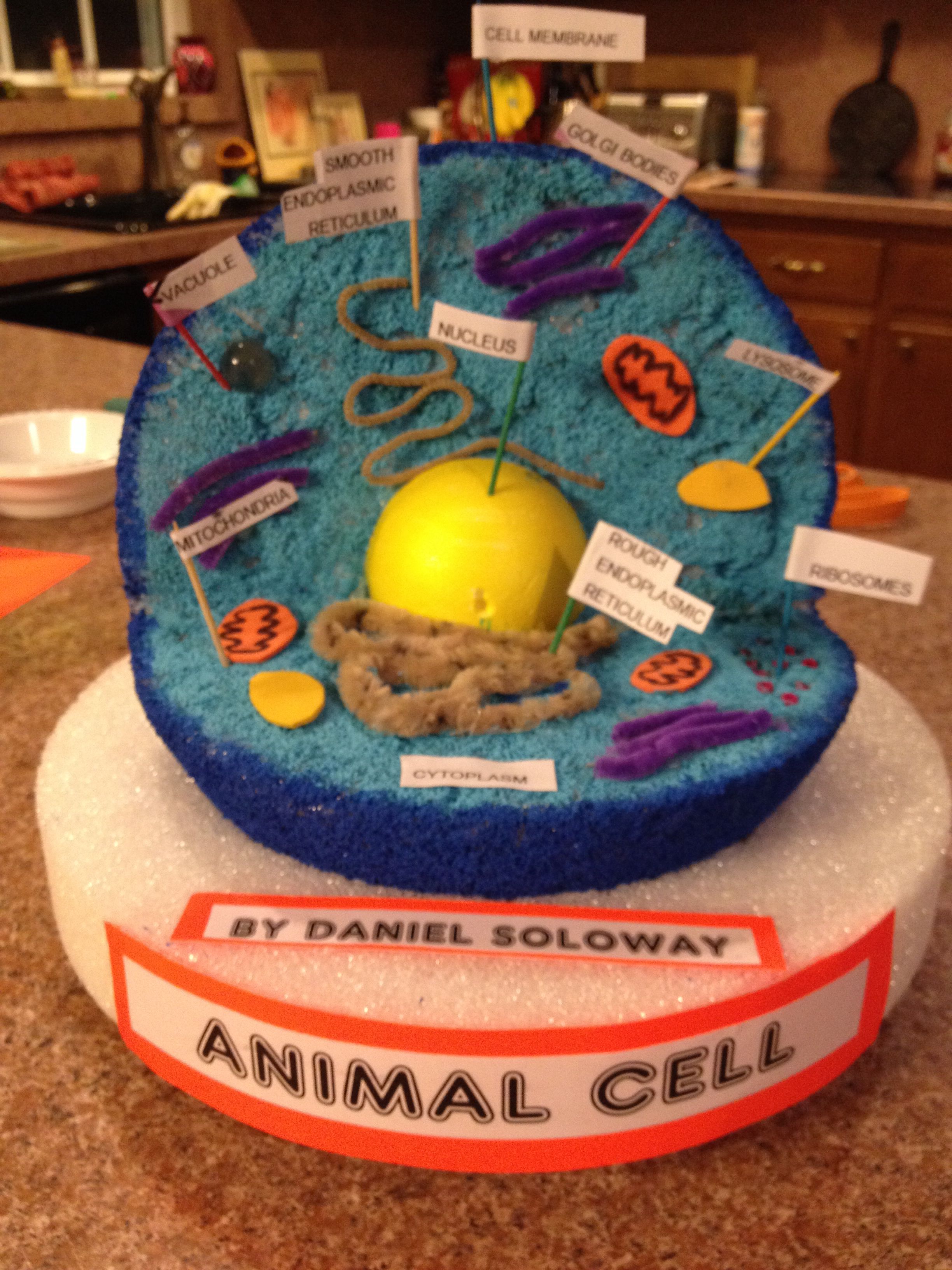 pics 3D Cell Model Project Ideas