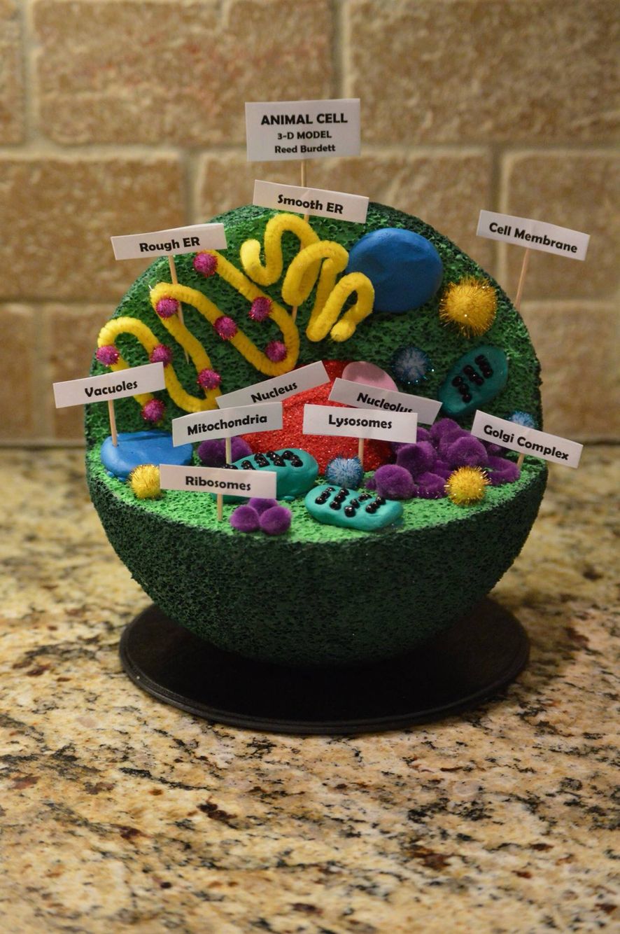 pic 3D Cell Model Project Ideas