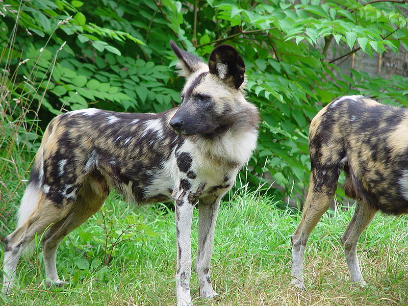 photo African Wild Dog Furry