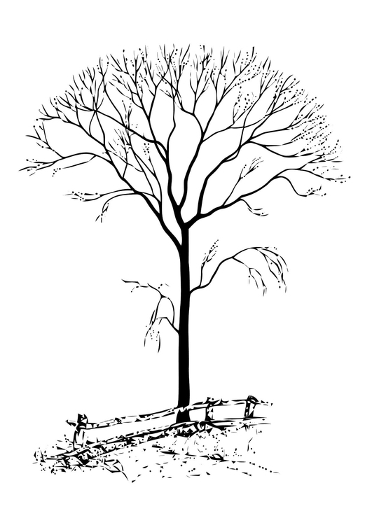 picture Bare Tree Coloring Pages