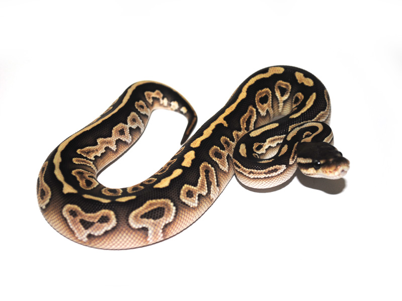 Featured image of post Black Pastel Butter Ball Python