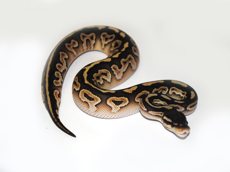 picture Black Pastel Butter Ball Python