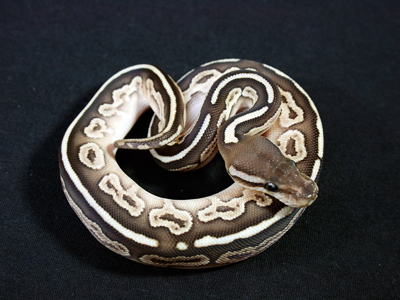 pix Black Pastel Butter Ball Python