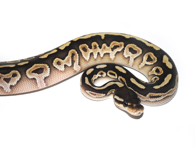 pics Black Pastel Butter Ball Python