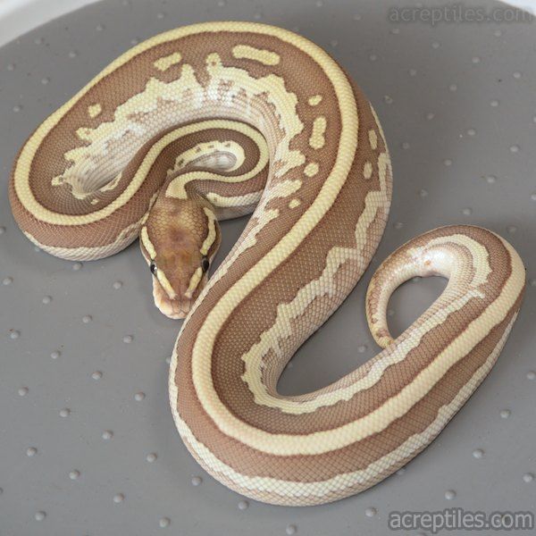 picture Black Pastel Butter Ball Python