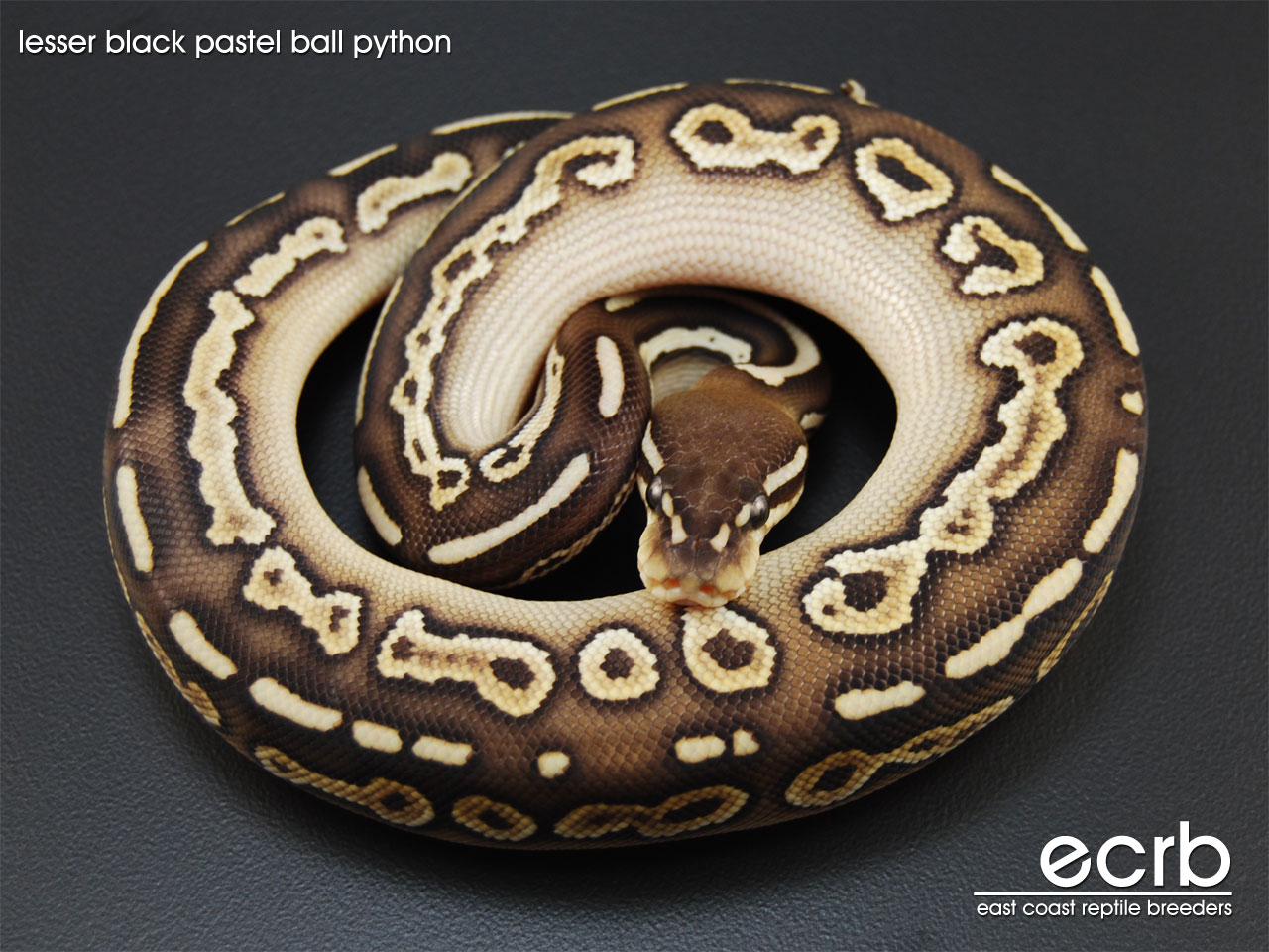 photo Black Pastel Butter Ball Python