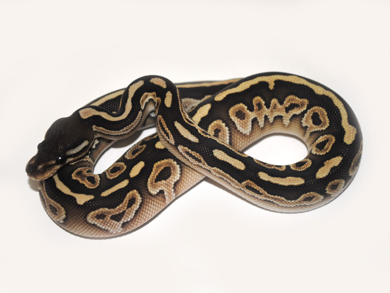 pic Black Pastel Butter Ball Python