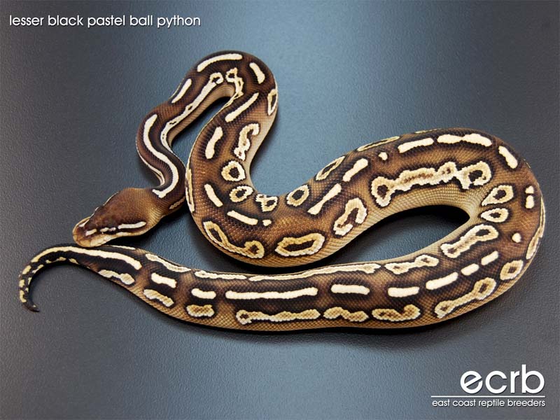 photo Black Pastel Butter Ball Python