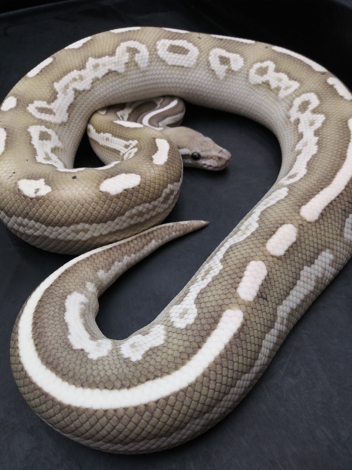 wallpapers Black Pastel Butter Ball Python