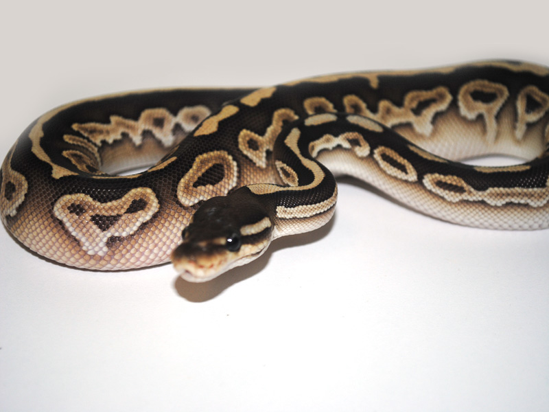 pix Black Pastel Butter Ball Python