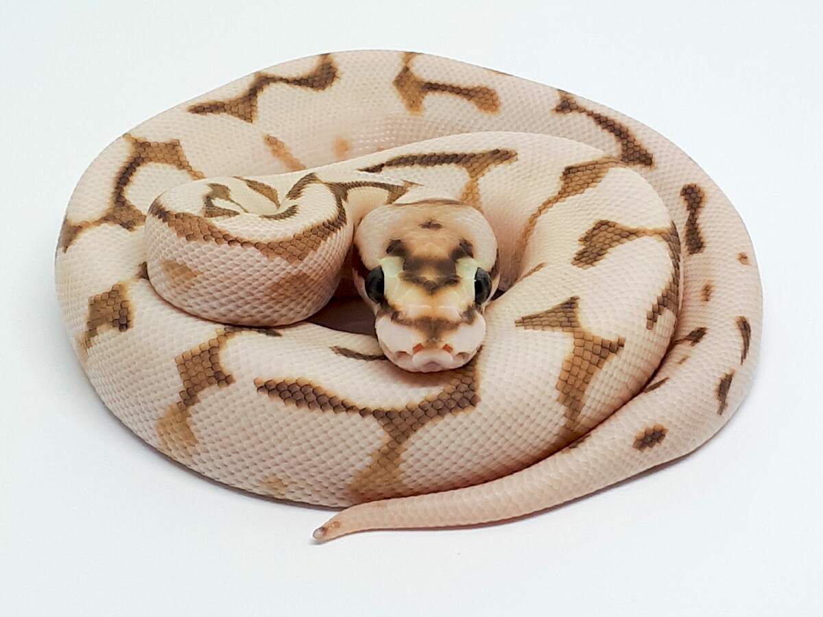 Featured image of post Butter Bee Pastel Ball Python