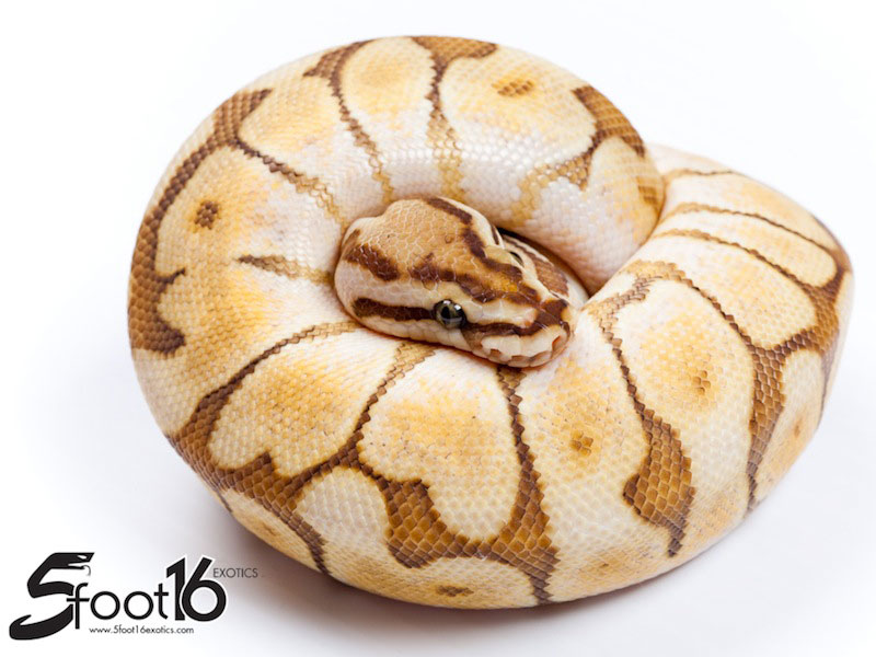 pic Butter Bee Pastel Ball Python