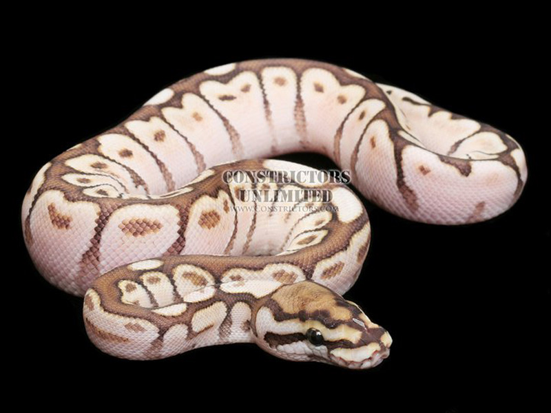 images Butter Bee Pastel Ball Python