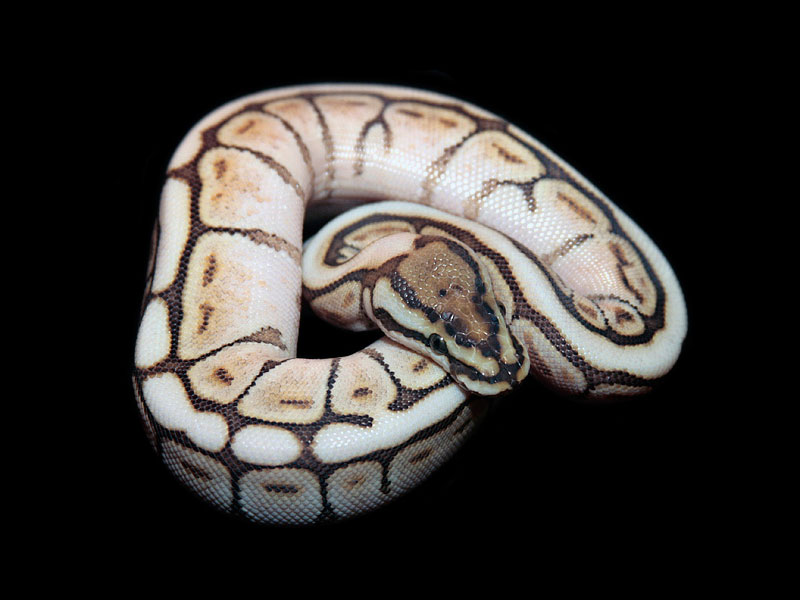 photo Butter Bee Pastel Ball Python