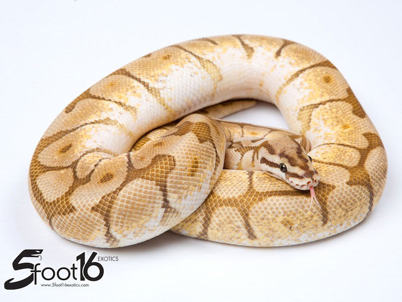 pix Butter Bee Pastel Ball Python