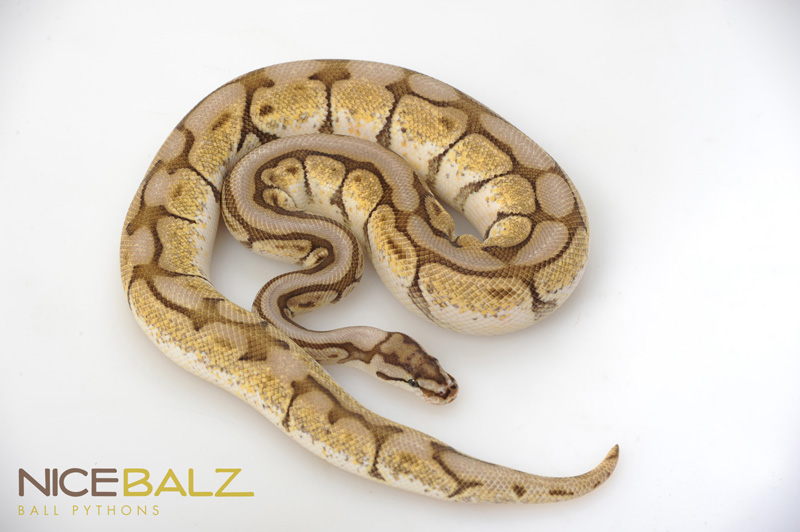 pics Butter Bee Pastel Ball Python