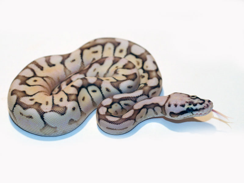 picture Butter Bee Pastel Ball Python