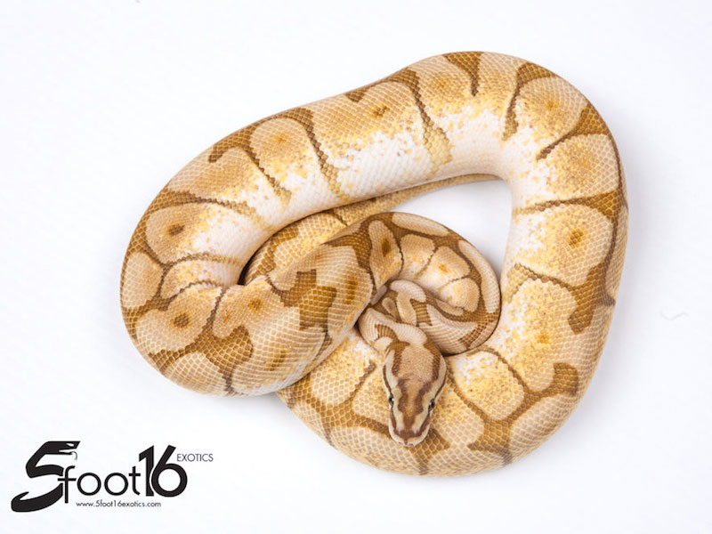 pic Butter Bee Pastel Ball Python