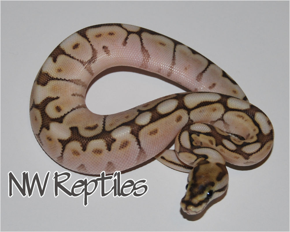 images Butter Bee Pastel Ball Python