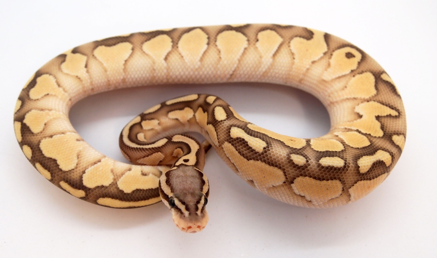 images Butter Pastel Ball Python