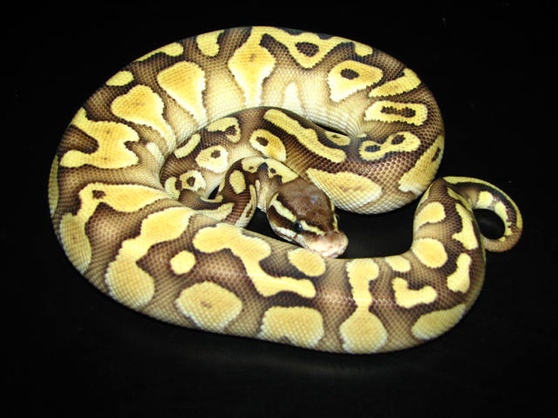 images Butter Pastel Ball Python