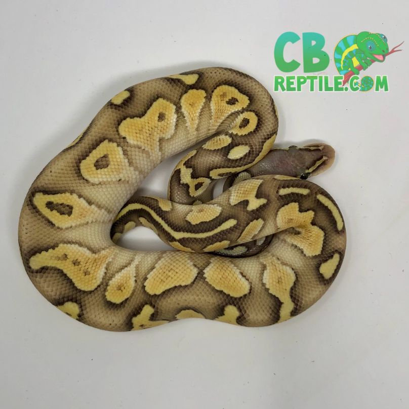 images Butter Pastel Ball Python