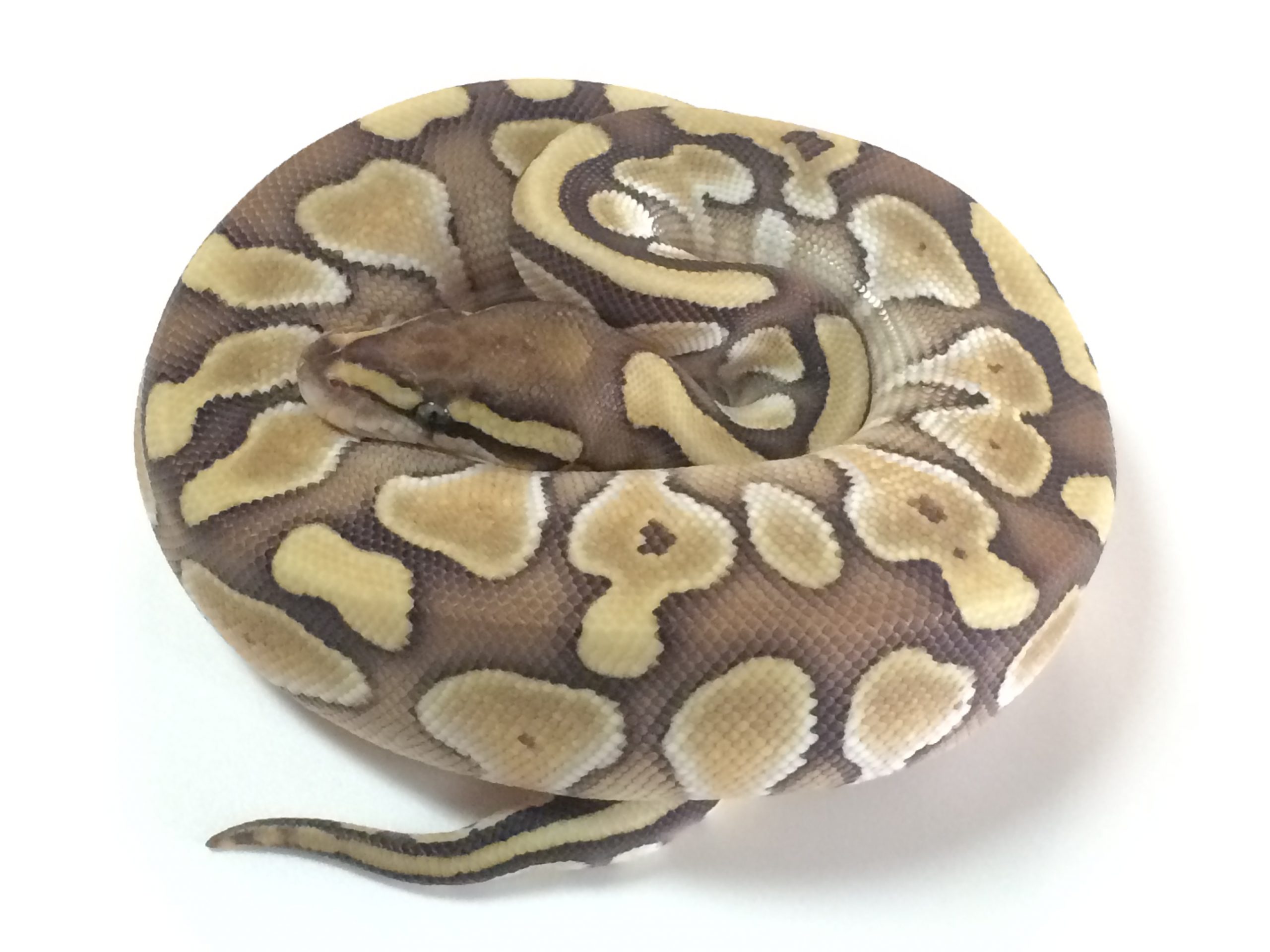 pic Butter Pastel Ball Python