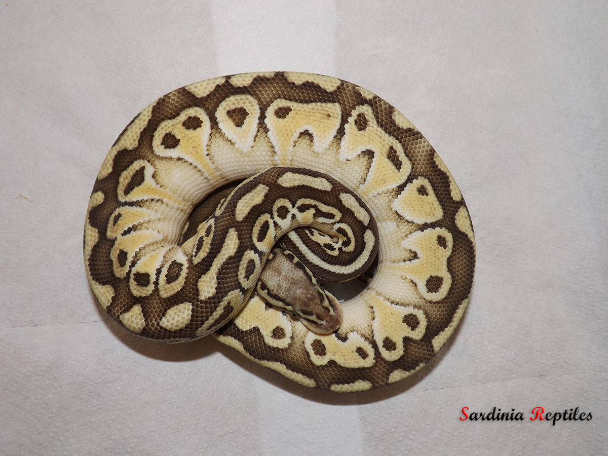 photo Butter Pastel Ball Python