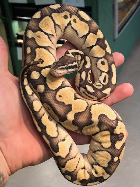 photo Butter Pastel Ball Python