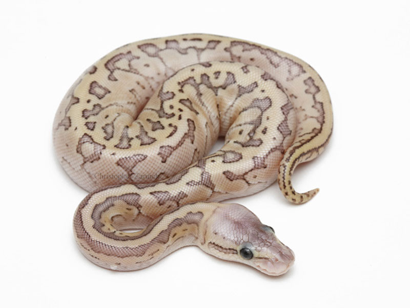 Featured image of post Butter Pastel Pinstripe Ball Python