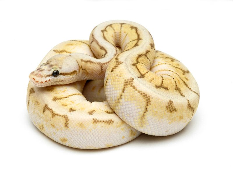 pix Butter Pastel Pinstripe Ball Python