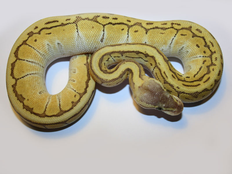 pics Butter Pastel Pinstripe Ball Python