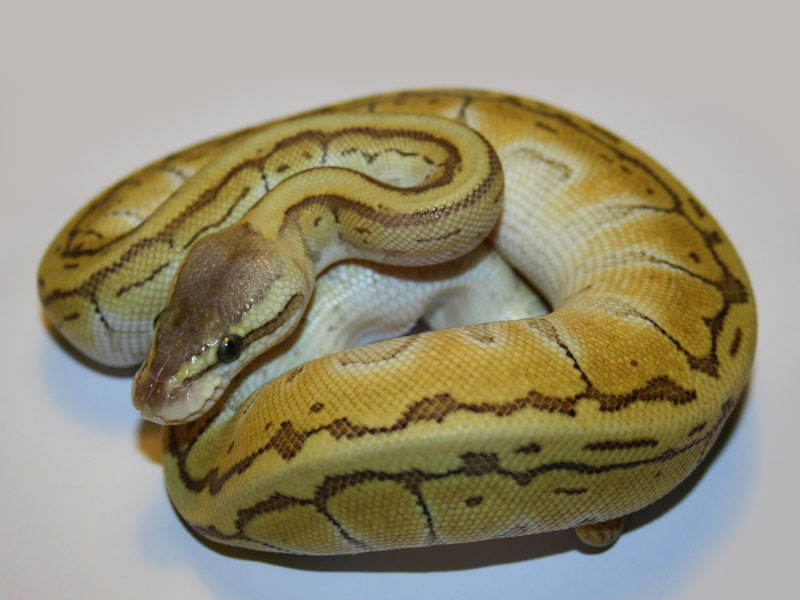 pic Butter Pastel Pinstripe Ball Python