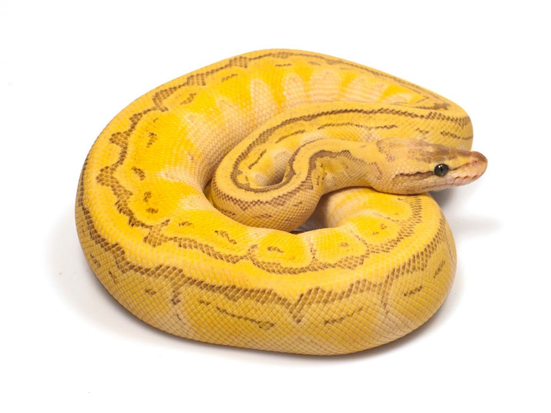 images Butter Pastel Pinstripe Ball Python