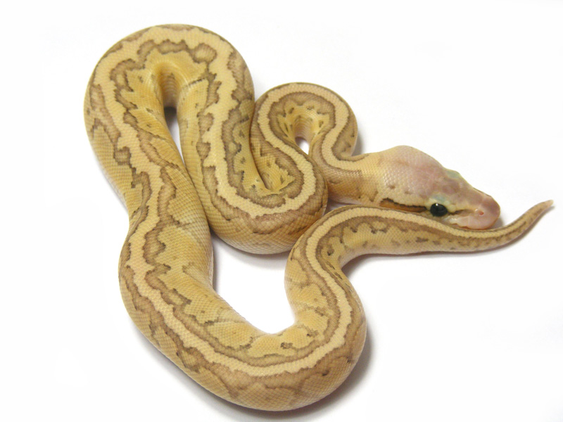 pics Butter Pastel Pinstripe Ball Python