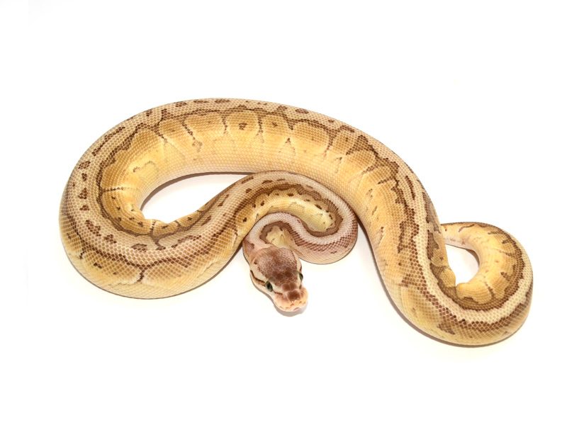 pix Butter Pastel Pinstripe Ball Python