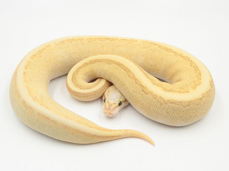 pics Butter Pastel Pinstripe Ball Python