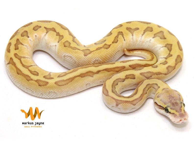 pic Butter Pastel Pinstripe Ball Python