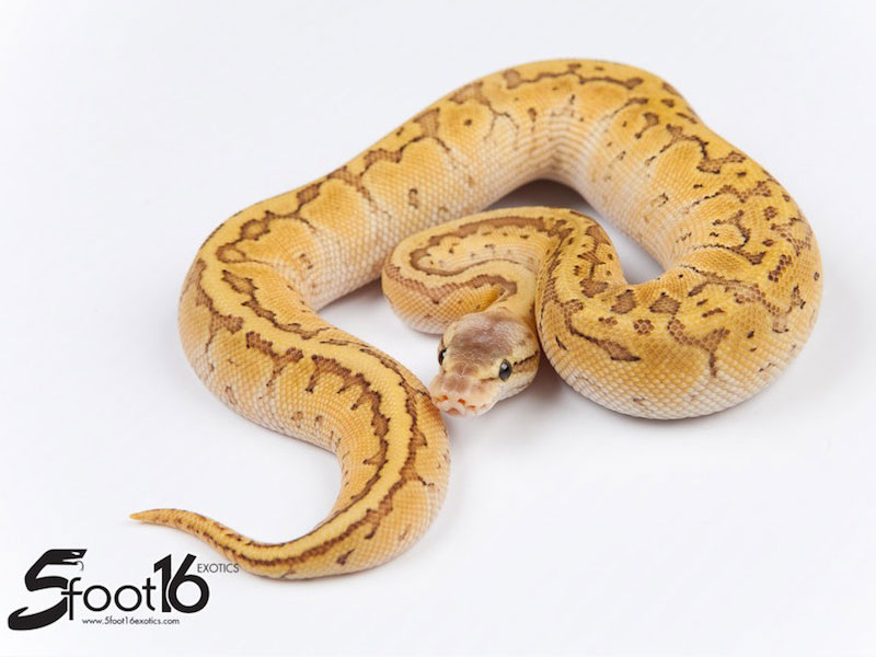 pics Butter Pastel Pinstripe Ball Python