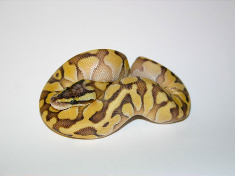 Featured image of post Enchi Butter Pastel Ball Python