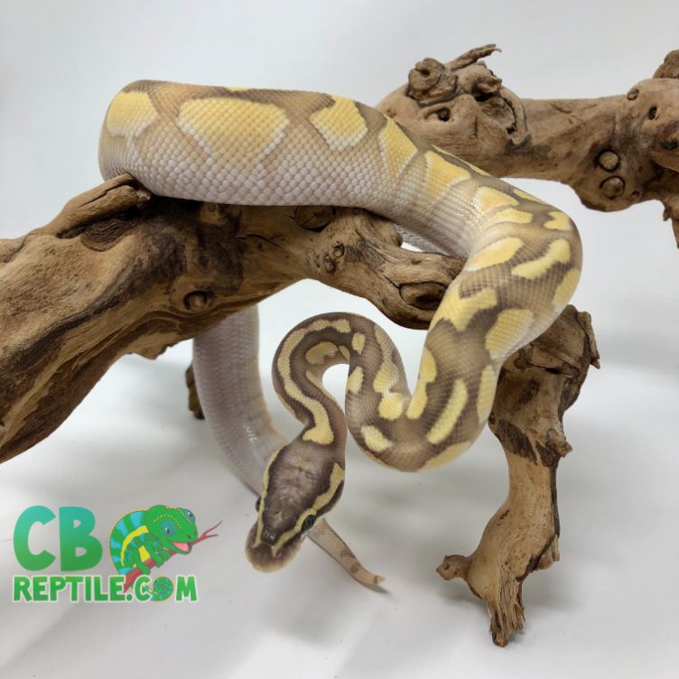 photo Enchi Butter Pastel Ball Python