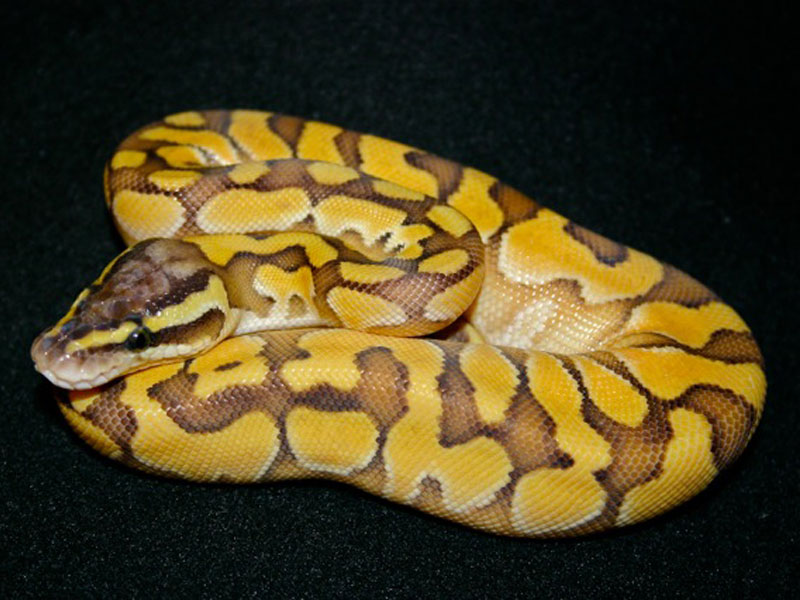 wallpapers Enchi Butter Pastel Ball Python