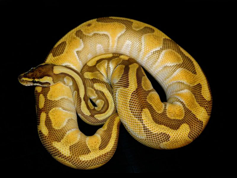 pic Enchi Butter Pastel Ball Python