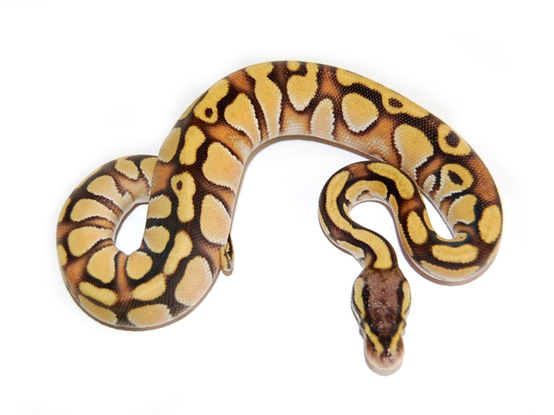 picture Enchi Butter Pastel Ball Python