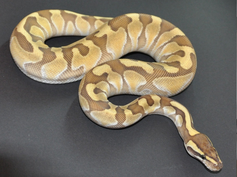 images Enchi Butter Pastel Ball Python